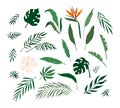 Vector illustration set of tropical leaves and flowers isolated on white background. Highly detailed colorful plant Royalty Free Stock Photo