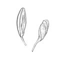 Vector illustration set of two lily flowers buds ready to bloom. Black outline of petals, graphic drawing. For postcards