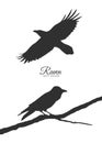 Set of two Silhouette of Ravens sitting on branch and flying Royalty Free Stock Photo