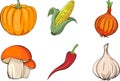 Set of vegetables. Fresh pumpkin, onion and red chili pepper. Mushroom isolated. Corn and garlic vector art