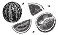 Vector illustration, set. Watermelon, half a watermelon, a piece of watermelon. Black and white