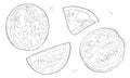 Vector illustration, set. Watermelon, half a watermelon, a piece of watermelon. Black line