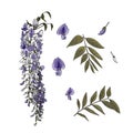 Vector illustration of a set of Wisteria, purple flowers and leaves. Royalty Free Stock Photo