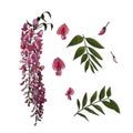 Vector illustration of a set of Wisteria, purple flowers and leaves Royalty Free Stock Photo