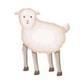 Vector design of sheep and anima logo. Collection of sheep and lamb vector icon for stock.