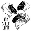 Vector illustration of a sheep, a ram and a lamb Royalty Free Stock Photo