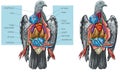Pigeon internal anatomy