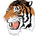 Siberian Tiger Head Illustration