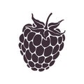 Vector illustration. Silhouette of blackberry or raspberry fruit with stem. Healthy diet and vegetarian food