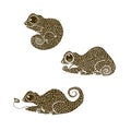 Vector illustration silhouette of chameleon. Set of chameleons