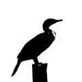 Vector illustration silhouette of cormorant bird , black and white