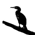 Vector illustration silhouette of cormorant bird , black and white