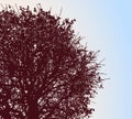 Vector illustration of silhouette deciduous tree in autumn against blue sky Royalty Free Stock Photo