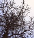 Vector illustration of silhouette deciduous tree in winter Royalty Free Stock Photo