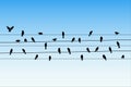 Birds on wires