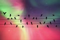 Birds on wires at night