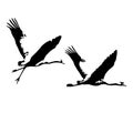 The vector illustration silhouette of flying cranes , bird in white background