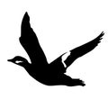 The vector illustration silhouette of flying duck bird in white background Royalty Free Stock Photo