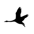 The vector illustration silhouette of flying whooper swan , bird in white background