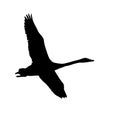 The vector illustration silhouette of flying whooper swan , bird in white background