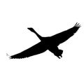 The vector illustration silhouette of flying whooper swan , bird in white background