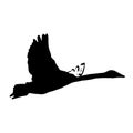 The vector illustration silhouette of flying whooper swan , bird in white background