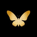 Vector illustration. Silhouette of Golden butterflies on a black background. Royalty Free Stock Photo