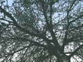 Vector illustration of silhouette old tree against blue morning sky Royalty Free Stock Photo