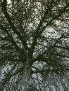 Vector illustration of silhouette old tree against cloudy sky Royalty Free Stock Photo