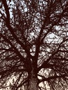 Vector illustration of silhouette old tree against morning sky Royalty Free Stock Photo