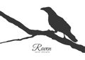 Silhouette of Raven sitting on a dry branch.