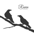 Vector illustration: Silhouette of ravens Couple on dry branch.