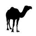 The vector illustration silhouette of single hump dromedary camel in white background Royalty Free Stock Photo