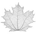 Vector illustration silhouette of veins on a leaf maple.