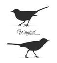 Vector illustration: Silhouette of Wagtail