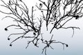 Vector illustration of silhouettes branches wild rose on snowy lawn
