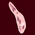 Vector illustration of single-celled eukaryote Apicomplexa, Protozoa