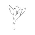 Vector illustration of a single crocus saffron flower linear drawing.