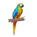 Vector illustration. Sitting on a branch parrot with turquoise wings Royalty Free Stock Photo