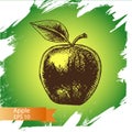 Vector illustration sketch - apple. Illustration - fruit.