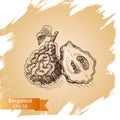 Vector illustration sketch - bergamot citrus fruit