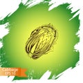 Vector illustration sketch - cabbage. vegetable.