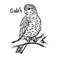 Vector illustration sketch hand drawn with black lines of galah