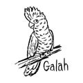 Vector illustration sketch hand drawn with black lines of galah