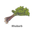 Vector illustration sketch hand-drawn rhubarb