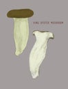 Vector illustration sketch - mushrooms. Shimeji , King oyster mu