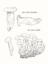 Vector illustration sketch - mushrooms. Shimeji , King oyster mu