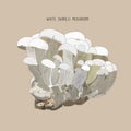 Vector illustration sketch - mushrooms. Shimeji , King oyster mu