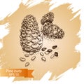 Vector illustration sketch - pine nuts.