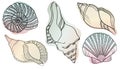 Vector illustration in sketch style. Hand drawn in black engraving. Sea shells Marine set. Outline illustration collection.